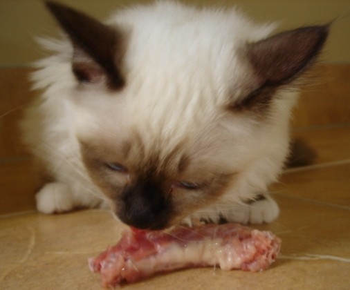 Should Cats Eat Raw Chicken and Uncooked Meat?