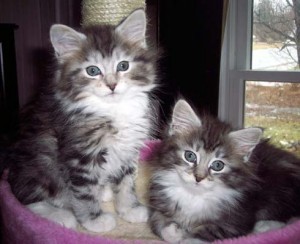 Photo of two sweet Maine Coon Kittens