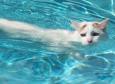 Cats like swimming in water?