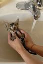 washing cat in water