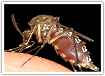 Mosquito Biting? Get Deet-Free Mosquito Repellent
