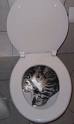 drowend poor little cat in toilet