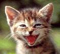xxxbeautiful Kitten laughing!xxx