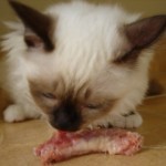 Cats love eating chicken and chicken necks - click to see large image