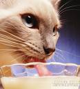 Cats Love Milk?