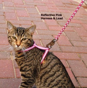 Unhappy Tabby Cat on Leash