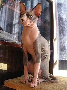 Hairless Sphynx cat