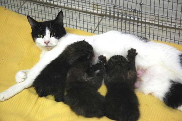 Momma cat nurses bobcat kittens