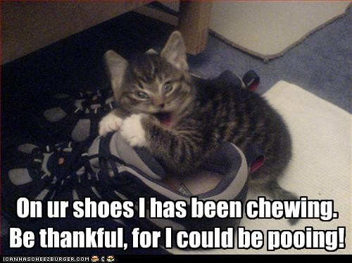 Funny Kitten Biting Shoes