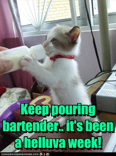 Funny Kitten Drinking