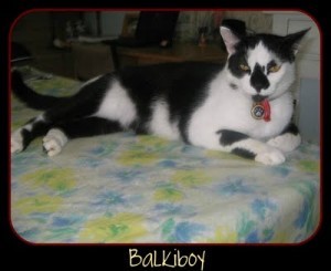 Vote for BalkiBoy in our cat photo competition