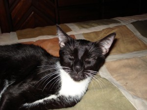 Vote for Dillon- Help him win this Cat Contest!