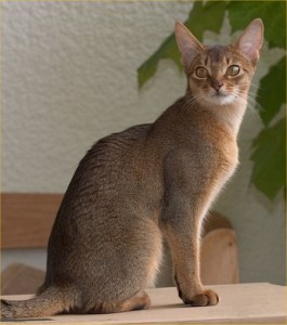 Abyssinian Cats are Kind and Loving!