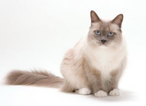 Stunning Ragdoll Cat