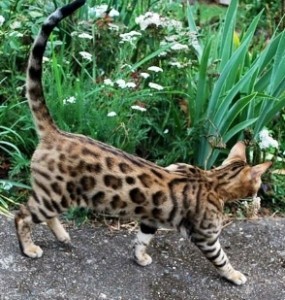 Bengal Cat Photo