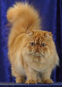 Pretty Persian Cat Photo