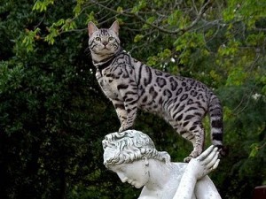 Beautiful Bengal Cat Photo