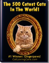 Cutest Cats in The World- cat photo contest and book