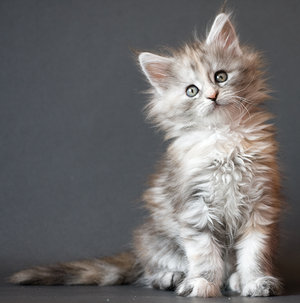Maine Coon Kitten - example for cattery and cat breeder listing